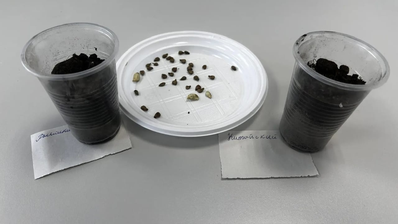 Юные садоводы приступили к увлекательному эксперименту!.