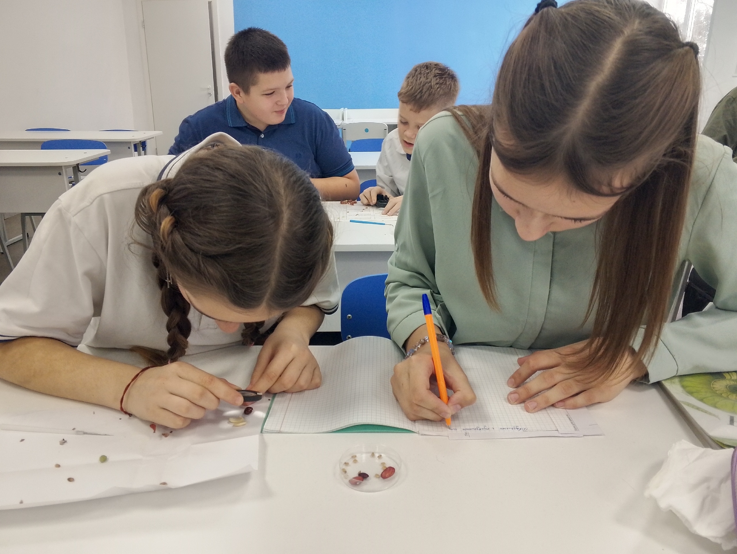 Однодольные и двудольные: тайны семян раскрыты!.